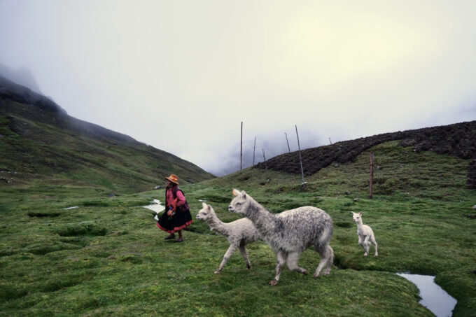 a spasso con gli alpaca