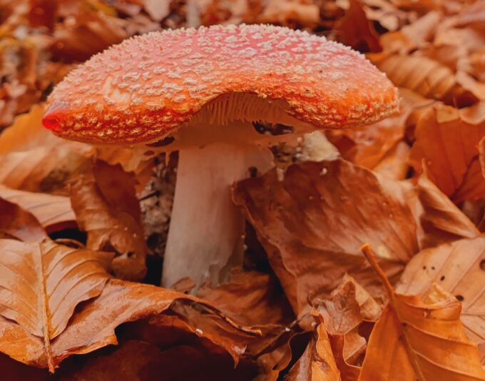 Amanita muscaria