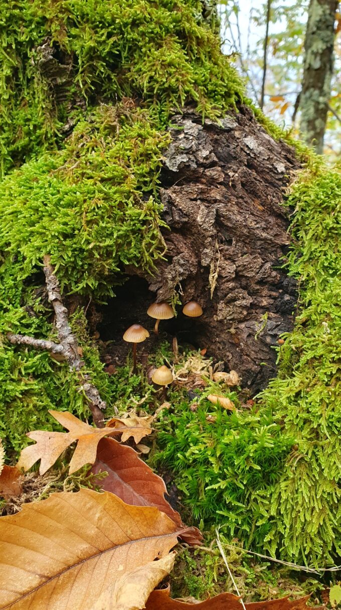 Mycena roussel