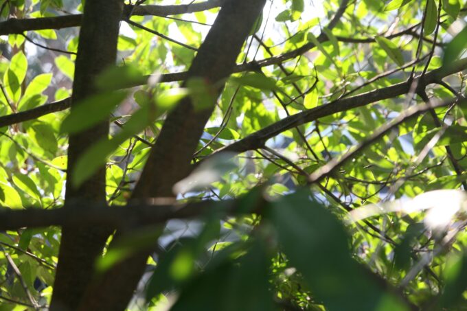 Scuola primaria Giovanni Pascoli di Quattro Castella – Classe 3U