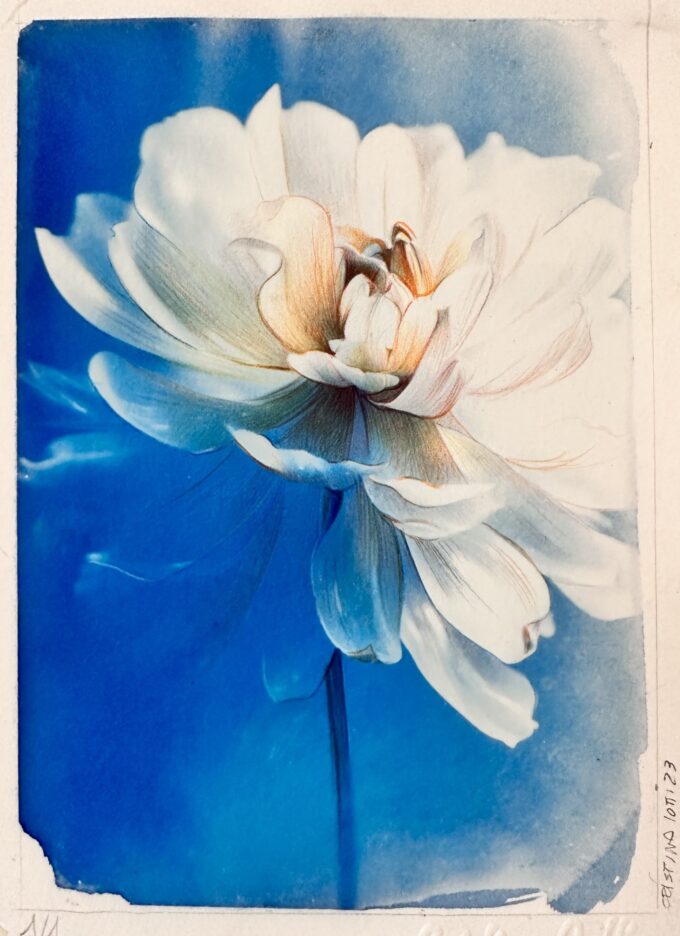 CRISTINA IOTTI, Essere un fiore #1, cianotipia rielaborata con matite colorate